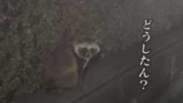 ホークス本拠地へ『全進』 “ペイペイドーム”にタヌキ出没 エサ不足で市街地に？【福岡発】