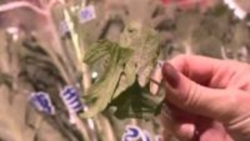 生で食べても一切“えぐみ”なし…「博多しゅんぎく」の新たな魅力　福岡市産の農産物がいま人気　スーパーの特設ブースでPR