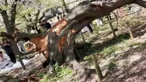 桜の木が根元から突然倒れる　花見で知られる舞鶴公園　高さ15メートルのソメイヨシノ　多くの花見客が一時騒然　樹齢は50～70年か　福岡