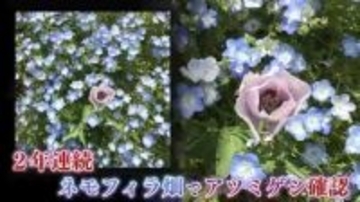 去年に続きまた…100万本のネモフィラに紛れた“違法な植物”　麻薬成分を含むケシ見つかる　福岡・海の中道海浜公園
