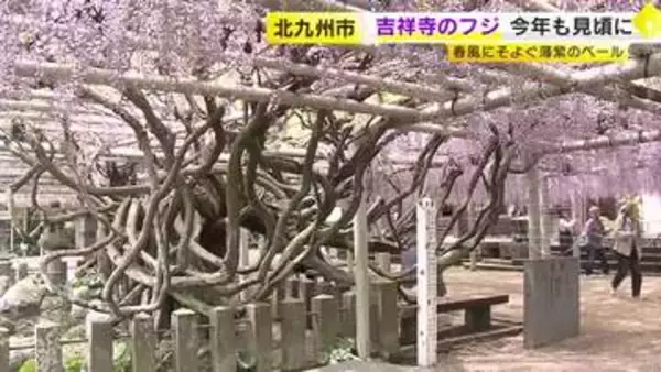 春風にそよぐ薄紫色のベール　吉祥寺のフジが今年も見頃に　北九州市