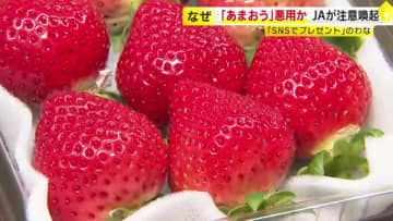 存在しない「栃木県産あまおう」名乗り…Xの“おいしい話”にご用心　個人情報だまし取るねらいか　福岡のブランドイチゴめぐり騒動