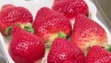 存在しない「栃木県産あまおう」名乗り…Xの“おいしい話”にご用心　個人情報だまし取るねらいか　福岡のブランドイチゴめぐり騒動