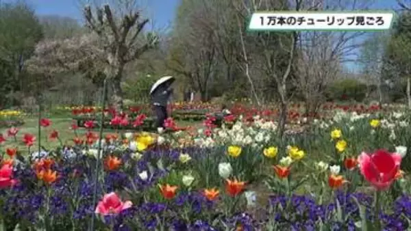１万本のチューリップ　見頃を迎える　壬生町