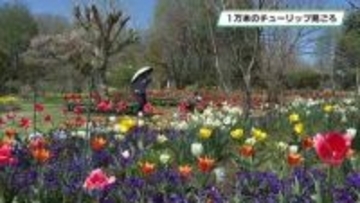 １万本のチューリップ　見頃を迎える　壬生町