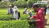 「新茶の摘み取り始まる 栃木県那珂川町」の画像1