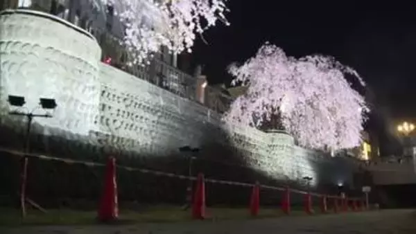 JR宇都宮駅西口の宮の橋付近の田川　川沿いのシダレザクラをライトアップ