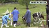 「横根高原の牧場で放牧はじまる　栃木県鹿沼市」の画像1