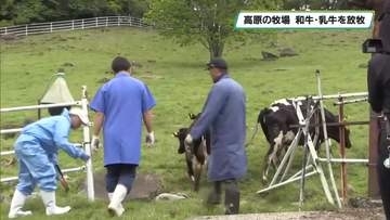 横根高原の牧場で放牧はじまる　栃木家鹿沼市