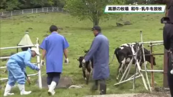 横根高原の牧場で放牧はじまる　栃木県鹿沼市