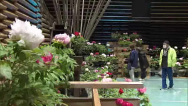 大輪のボタン　ひと足早く春広がる　日光で室内展示