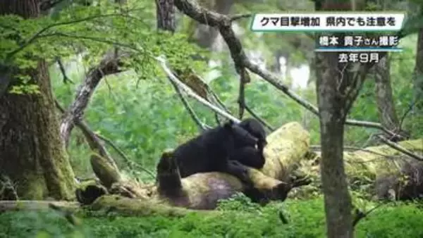 「生きた心地しなかった」迫りくる子連れクマ  栃木県の目撃情報増加　注意呼びかけ