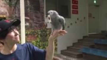 占いインコがＷＢＣ　日本戦の勝敗予想　那須どうぶつ王国