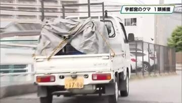 宇都宮の中心部で目撃のクマ　住宅街で麻酔銃により捕獲　けが人なし