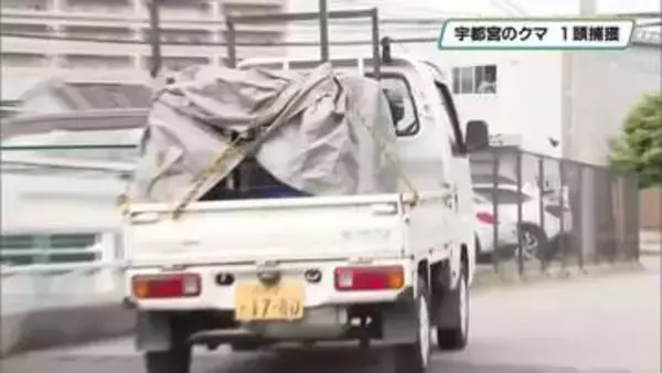 宇都宮の中心部で目撃のクマ　住宅街で麻酔銃により捕獲　けが人なし
