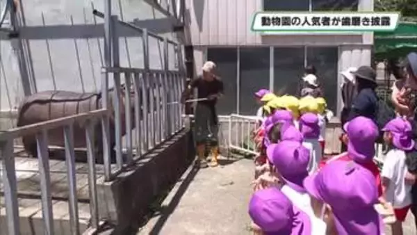 動物園の人気者が歯磨き披露　歯と口の健康週間にちなみ宇都宮動物園