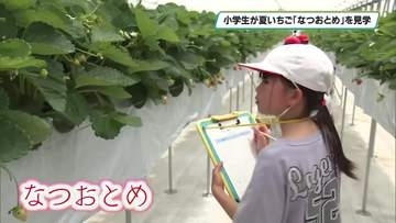 小学生が栃木県が開発した夏いちご「なつおとめ」について学ぶ　高林小学校　那須塩原市