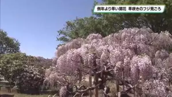 例年より早い開花　早咲きのフジ見ごろ　あしかがフラワーパーク