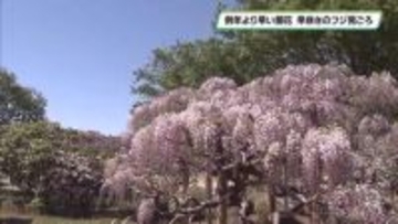例年より早い開花　早咲きのフジ見ごろ　あしかがフラワーパーク