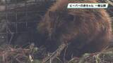 「那須どうぶつ王国でビーバーの赤ちゃんが誕生　一般公開はじまる　誕生から１週間ですくすく成長」の画像1