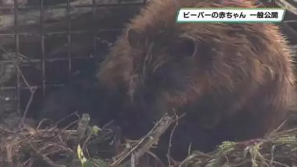 那須どうぶつ王国でビーバーの赤ちゃんが誕生　一般公開はじまる　誕生から１週間ですくすく成長