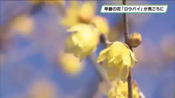 冬を彩る早春の花「ロウバイ」が見ごろに　鹿沼市の「蝋梅の里」
