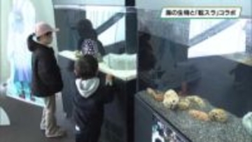 海の生物と「転スラ」映画のコラボ展示　なかがわ水遊園で５月６日まで　大田原市