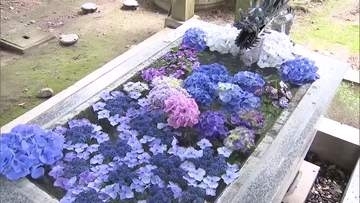 「アジサイ手水舎」鮮やかに　さくら市の今宮神社で７月７日まで開催