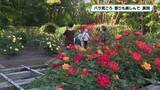 「約２１０種のバラが園内彩る　井頭公園で見ごろ迎える」の画像1