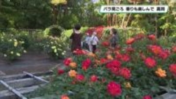 約２１０種のバラが園内彩る　井頭公園で見ごろ迎える