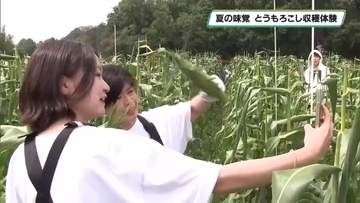 夏の味覚　ウツノミヤベースでとうもろこし収穫体験　宇都宮市