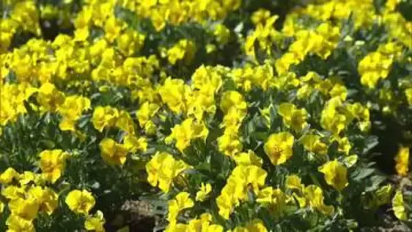 ビオラ園　見頃を迎える　日光花いちもんめ