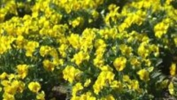 ビオラ園　見頃を迎える　日光花いちもんめ