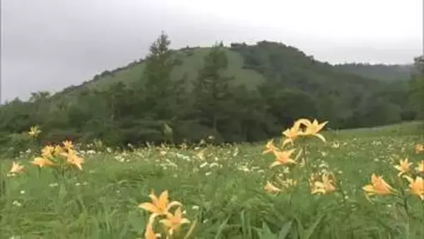 キスゲ平園地の駐車場　６月から有料化　維持管理費備え、ポイ捨てのごみ処分費用かさむ　日光