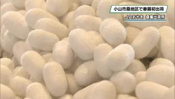 養蚕盛んな小山で春繭初出荷