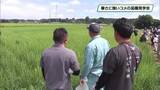 「高い気温に強いコメ品種を見学　大田原市」の画像1
