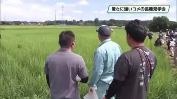 高い気温に強いコメ品種を見学　大田原市