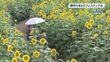 「夏を彩る３０万本以上のヒマワリ　「野木ひまわりフェスティバル」」の画像1