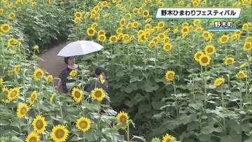 夏を彩る３０万本以上のヒマワリ　「野木ひまわりフェスティバル」