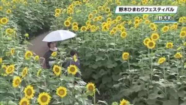 夏を彩る３０万本以上のヒマワリ　「野木ひまわりフェスティバル」