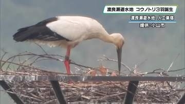 渡良瀬遊水地のコウノトリ　３羽のヒナ確認　小山市
