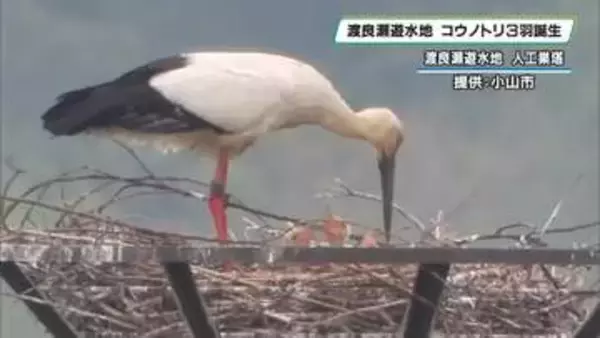 渡良瀬遊水地のコウノトリ　３羽のヒナ確認　小山市
