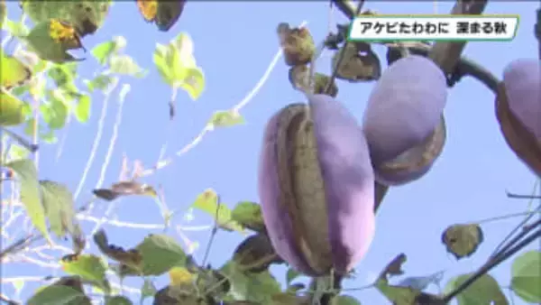 深まる秋 アケビたわわに　宇都宮の９６歳男性が育てる