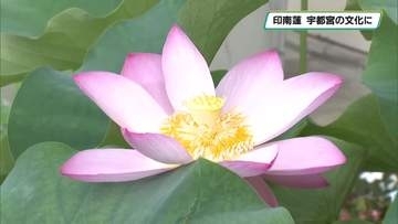 印南蓮を伝えたい　５００年の時を経て復活させた印南洋造さん　宇都宮市