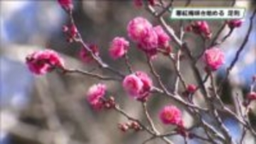 ひと足早く春　寒紅梅が三分咲きに　史跡・足利学校