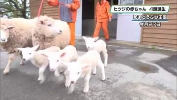元気に「メ～！」　那須どうぶつ王国でヒツジの赤ちゃん誕生　４頭を一般公開