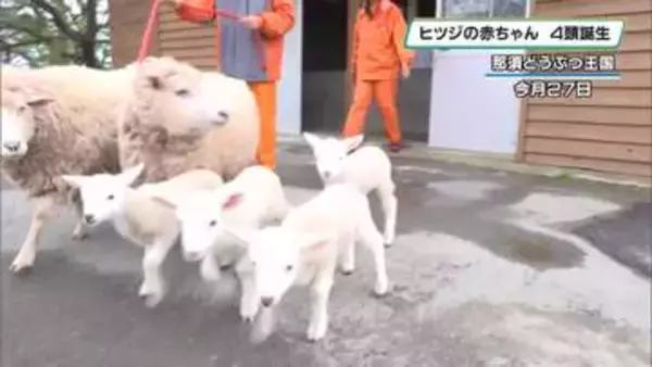 元気に「メ～！」　那須どうぶつ王国でヒツジの赤ちゃん誕生　４頭を一般公開