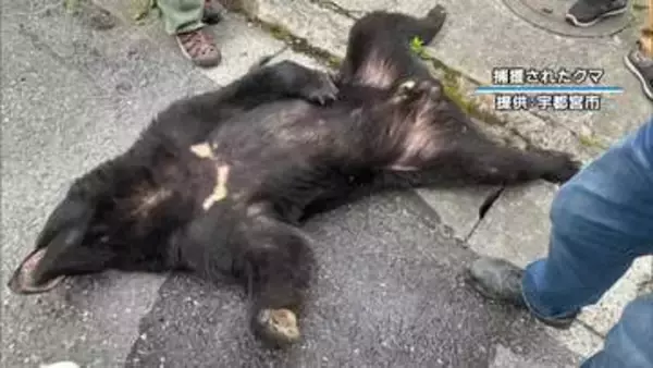 クマ捕獲を受けて宇都宮市が会見　小中学校は１０日も休校に