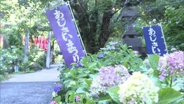 梅雨の太平山を彩る　あじさいまつり始まる　栃木市