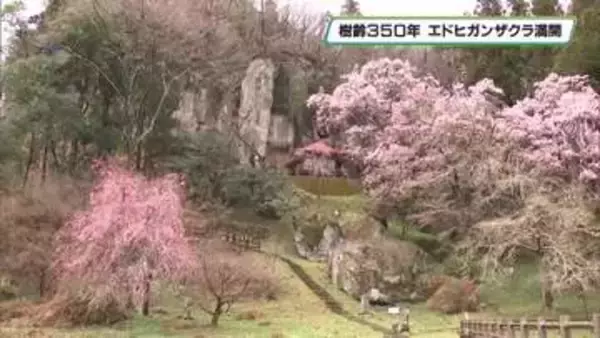 那須　芦野エドヒガンザクラ満開